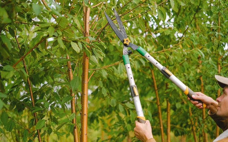 Tree trimming in Centerville, SD